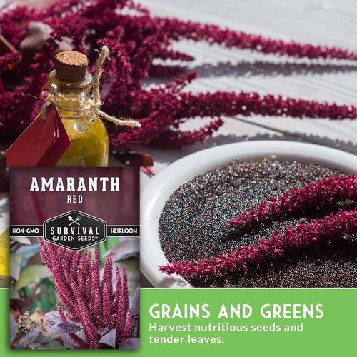Red Amaranth Seeds for Planting - Survival Garden Seeds (2 Packs) - Image 4