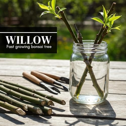 Willow Bonsai Tree Cuttings – 3 Variety Mix – Australian Willow, Green Corkscrew Willow & Gold Weeping Willow – Live Unrooted Cuttings for Growing Bonsai Trees - Image 5