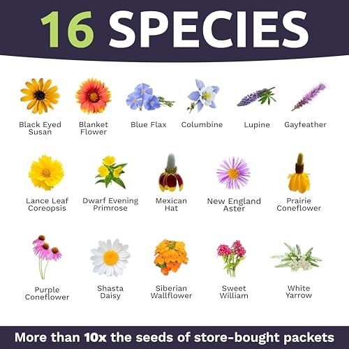 Perennial Wildflower Seeds Mixture - Bulk 1 Ounce Packet - Over 15,000 Pure Live Seed - Open Pollinated and Non GMO… - Image 4