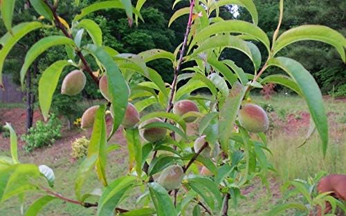 Belle of Georgia Peach - Live Fruit Tree Shipped 1-2 Feet Tall by DAS Farms - Image 2