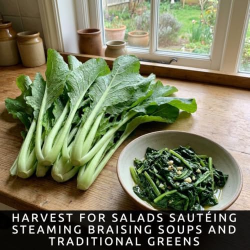 Broadleaf Mustard Seeds to Plant | 100 Seeds | Spicy Green Leafy Vegetable - Image 3