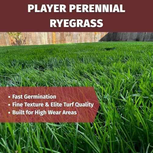 Velocity™ Perennial Rye Grass Seed (50LBS) — Fast-Germinating Cool-Season Turf for Overseeding Lawns, Sports Fields & Golf Courses — Dark Green Winter Color - Image 6
