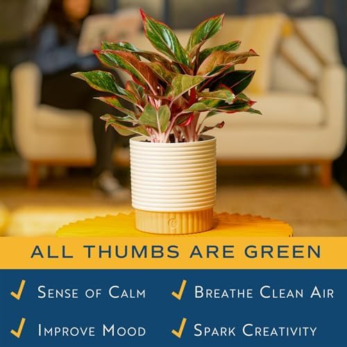 Costa Farms Chinese Evergreen, Live Indoor Plant, Easy Care, Home Decor - Image 5