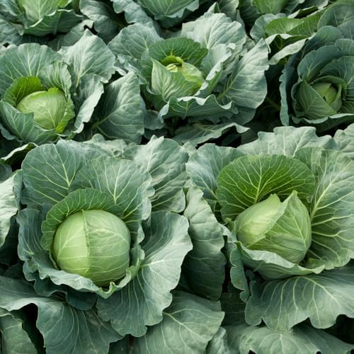 500 Live Cabbage Seeds,Green Vegetable for Outdoor Garden - Image 2