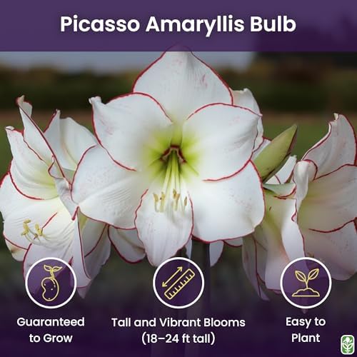 Picasso White Amaryllis Bulb, Pink/Red Edges, Large - Image 2