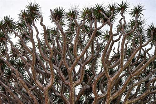 Dragon Tree Seeds to Grow - 10 Seeds - Dracaena Draco Seeds for Planting - Exotic Tree Seeds - Indoor Bonsai Tree - Image 2