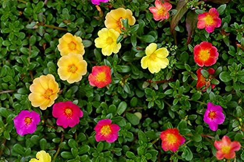 Purslane Large Flower Seed Mix Portulaca Grandiflora Seeds for Planting About 1000 Seeds - Image 4