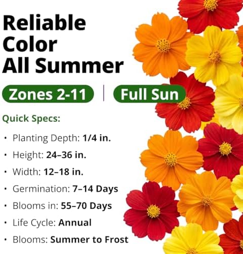 HOME GROWN Cosmos Bright Lights Mix 400 Flower Seeds Cosmos sulphureus - Image 3