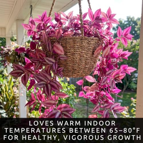 Tradescantia Live Plant Cuttings, Indoor Wandering Jew, 5 Pink Pony Club - Image 4