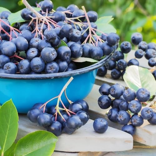 Live Black Chokeberry Plant, Bare Root - 12-16 Inch Tall Plants - Image 6