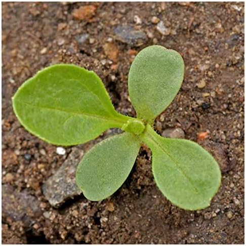 Everwilde Farms - 500 Single Mixed China Aster Wildflower Seeds - Gold Vault Jumbo Seed Packet - Image 5