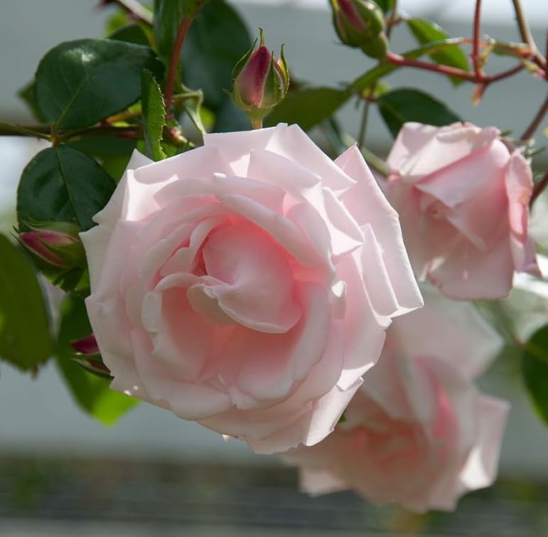 Pink Rose Plant Live for Planting, Fragrant Pink Climbing Rose Vine Bush for Outdoor Garden 4 to 6 Inch Tall - Image 5