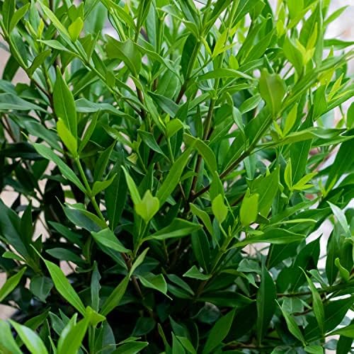 Frostproof Gardenia (2.5 Quart) Flowering Evergreen Shrub with Glossy Green Foliage and White Fragrant Blooms - Full to Part Sun Live Outdoor Plant - Image 7