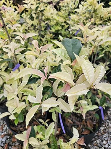 (1) - Noble Lady Fragrant Tea Olive (Qiannan Guifei) - Starter Plant (M) (1 Live Plant) - Image 4