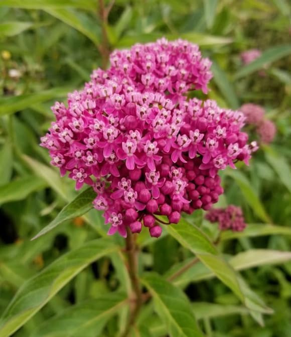 Set 2 Pink Milkweed Plants Live Perennial Asclepias Flower Plants Fragant Milkweed Flowers Well Rooted 4-7 Inch Tall - Image 2