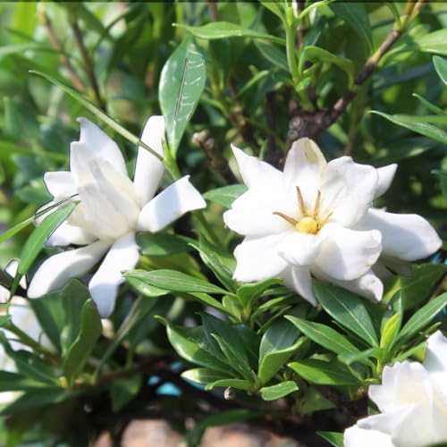 Brussel's Bonsai - Small Gardenia Live Bonsai Tree, Potted Outdoor Plant - Image 5