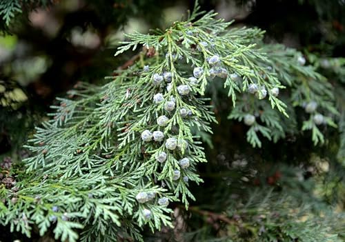 Greenwood Nursery: Live Trees - Murray Cypress + Cupressus x leylandii - [Qty: 2X Quart Pots] - (Click for Other Available Plants/Quantities) - Image 3