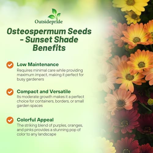 Outsidepride Sunset Mix Osteospermum African Daisy Seeds - 20 Pcs. Perennial Flower Seeds for Planting Outdoors with Long-Lasting Blooms, Drought-Tolerant, Easy to Grow for Sunny Gardens & Borders - Image 3