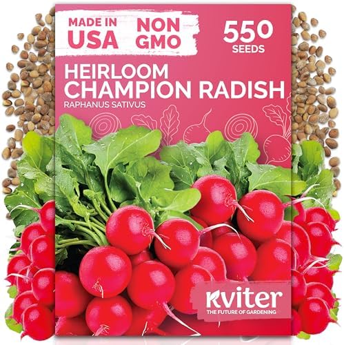 550 Champion Radish Heirloom Vegetable Seeds for Planting, Raphanus Sativus by KVITER