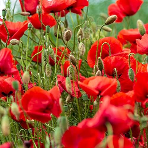 The Old Farmer's Almanac Poppy Seeds (American Legion) - Approx 5000 Flower Seeds - Premium Non-GMO, Open Pollinated, USA Origin - Image 3