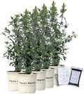 Confederate Jasmine - Includes Planting kit (1 Gallon (8-Pack)) by FlorasMarket
