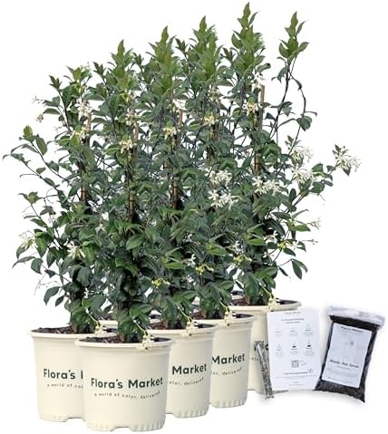 Confederate Jasmine - Includes Planting kit (1 Gallon (8-Pack)) by FlorasMarket