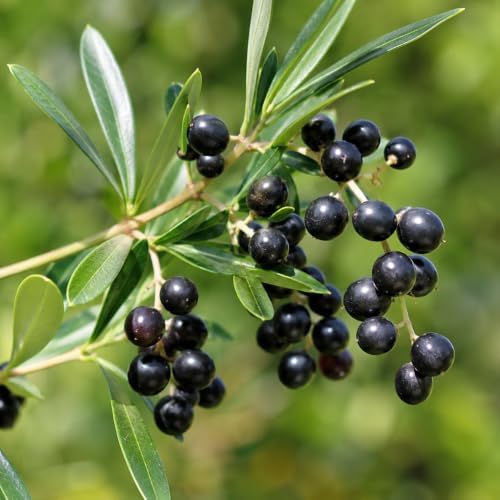 10 Wax Leaf Privet Shrubs - 6-10" Tall Live Plants - Quart Pots - Image 6