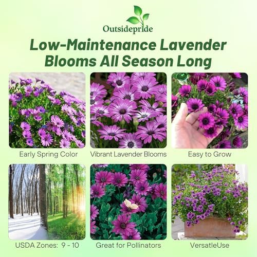 Outsidepride Lavender Osteospermum African Daisy Seeds - 10 Pcs. Perennial Flower Seeds for Planting Outdoors with Long-Lasting Blooms, Drought-Tolerant, Easy to Grow for Sunny Gardens & Borders - Image 2
