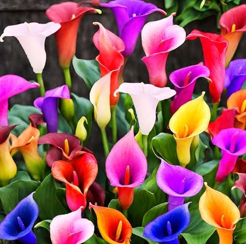 100Pcs Calla Lily Seeds Beautiful Flowers Mix Color Perennial Plant by seedsofstrength