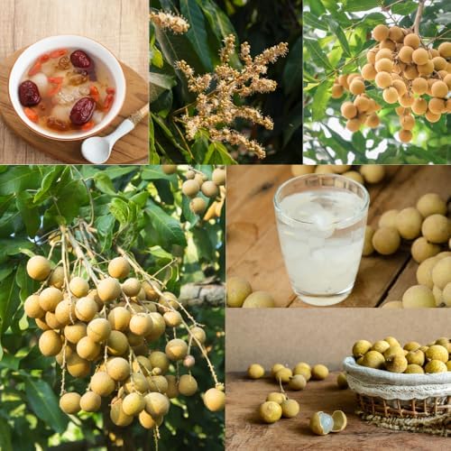Longan Tree Live Plant, Backyard Orchard Tree, 6-8 Inch Tall, 4 Inch Pot - Image 3