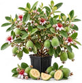 Pineapple Guava Plant Live, 4" Pot, Tropical Fruit Tree, Outdoor Planting by Unknown