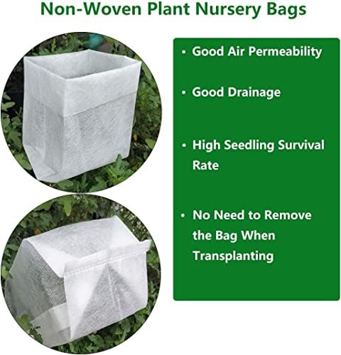 Joseph's Coat Climbing Rose - Live Plant - (1 QT) - Image 7