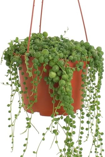 Shop Succulents - Live String of Pearls 6" Hanging Succulent Houseplant - Image 4