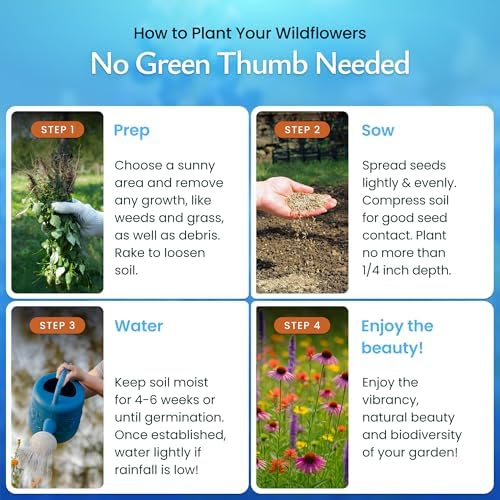 Bee & Butterfly Wildflower Seed Mix, 30,000 Seeds, Covers 300 Sq Ft - Image 4