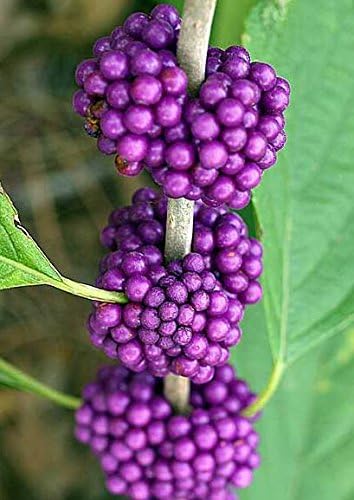40 American PURPLE BEAUTYBERRY Shrub Flower Callicarpa Americana Seeds - Image 6