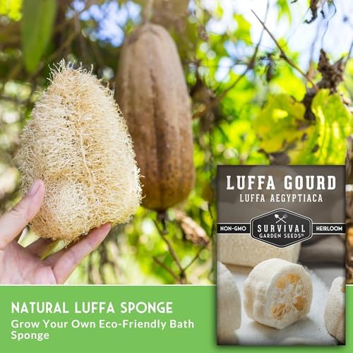Luffa Gourd Seeds for Planting - Survival Garden Seeds (2 Pack) - Image 5