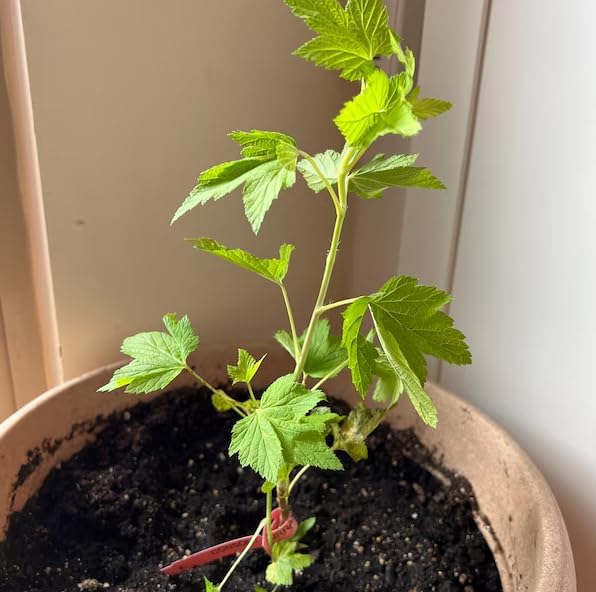 Live Pixwell Gooseberry Plant, Cold Hardy Gooseberry Shrub, Blush Pink Gooseberries Bush Stater Tree, 6-12" Tall - Image 7