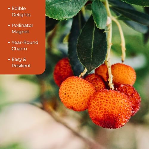 1 Arbutus Unedo Live Strawberry Tree Plant – Sweet Resilient Beauty, Thriving in 2.5" Nursery Cube - Image 3