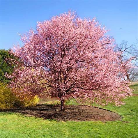 Kwanzan Cherry Tree – 1 Gallon Live Ornamental Flowering Tree with Double Pink Blooms – Hardy in Zones 5–9 - Image 3