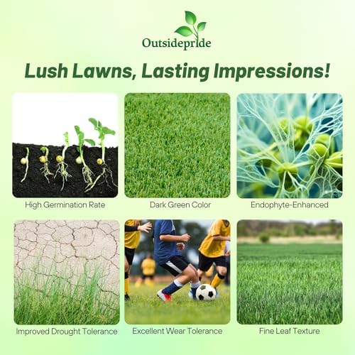 Outsidepride OSP Ryegrass Blend - 25 Lbs. Perennial, Pure Raw Seed w/ 0.00% Other Crop & Weed Seed - Image 4