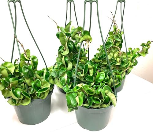 6" Hoya Compacta aka Hoya Hindu Rope in Hanging Pot Live Hoya Plant Air-Purifying Plant(Hoya Compacta, 6" Hanging Pot with Multiple Plants, Very Short Right Now) - Image 5