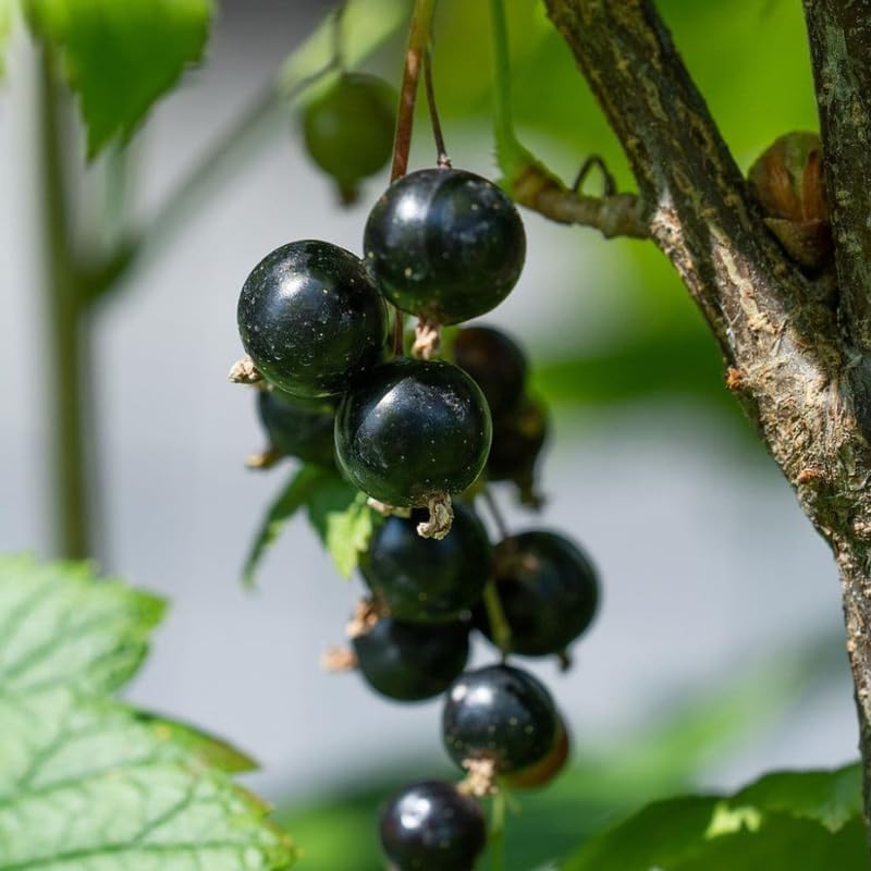 Black Currant Bush Live Plant, Cold Hardy Berry Fruit Shrub, 5-9 Inch Tall - Image 5