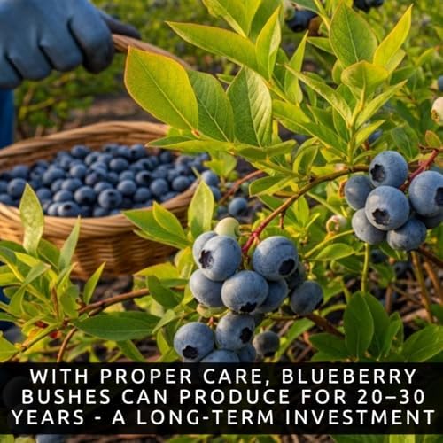 5 Blueberry Live Plant Seedlings for Growing (High Bush Blueberry) - Grow Delicious Blue Berry Bush Patch 5 Live Blueberry Plants - Ships Bare Root, No Pots Included - Image 4