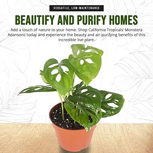 Monstera Adansonii Real Live Indoor Houseplants - Big Low Light Tropical Plant for Air Purifying Decorations - 4" Pots Easy Planting in Homes, Offices, and Outdoor Gardens - Image 6