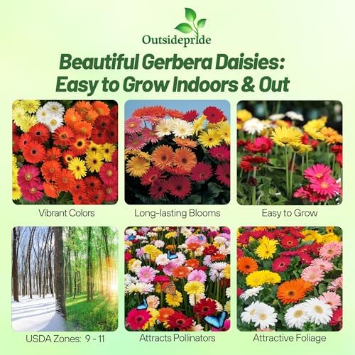 Outsidepride Revolution Select Mix Gerbera Seeds - 10 Pcs Perennial, Compact & Low Maintenance, Flower Seeds for Planting w/Vibrant Blooms, Ideal for Garden Landscaping & Cut Flower Arrangements - Image 2