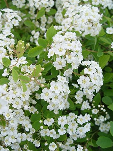 Spiraea vanhouttei 'Renaissance' (Spirea) Shrub, #3 - Size Container - Image 2