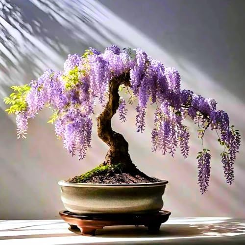 3 Purple Wisteria Live Trees, Climbing Vine Plant, 6-12 Inch Tall - Image 3