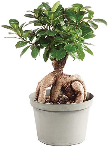 Brussel's Bonsai - Medium Ficus Live Bonsai Tree, Potted Indoor Plant by BrusselsBonsai