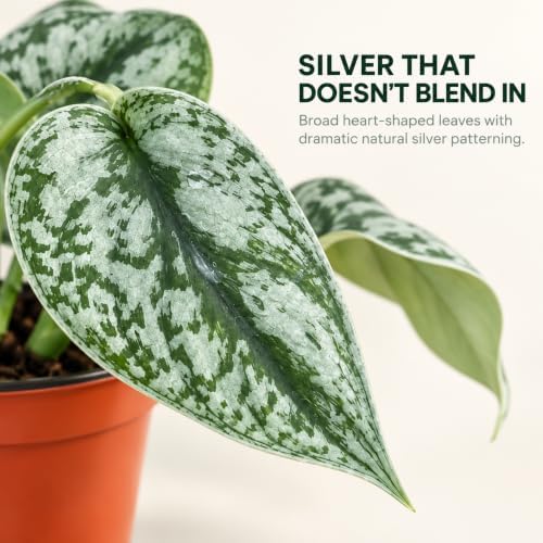 Silver Satin Pothos Live Plant - Scindapsus Pictus Exotica - Image 4