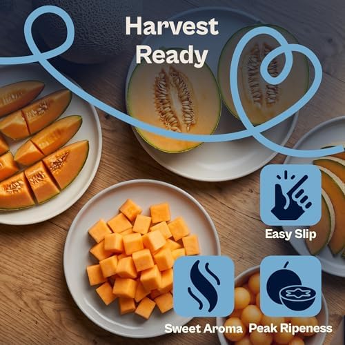 SVI 100 Imperial 45 Cantaloupe Melon Seeds (Cucumis Melo) – Sweet Golden Melon, Open-Pollinated, Non GMO, Heirloom Seed Packets – Ideal Vegetables Seeds for Garden Plots, Raised Beds & Greenhouses - Image 4